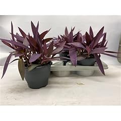 Tradescantia palida wandering for sale  Delivered anywhere in UK