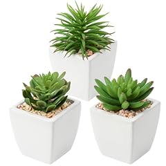Briful set succulents for sale  Delivered anywhere in USA 