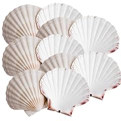 Avalon cosmetic scallop for sale  Delivered anywhere in UK