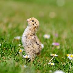 Coturnix quail fertile for sale  Delivered anywhere in USA 