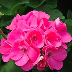 Geranium plants inches for sale  Delivered anywhere in USA 