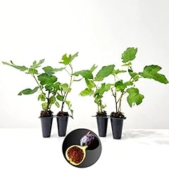 Fig tree black for sale  Delivered anywhere in USA 