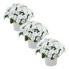 Live flowering new for sale  Delivered anywhere in USA 