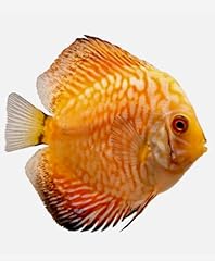Coralslover freshwater fishes for sale  Delivered anywhere in USA 