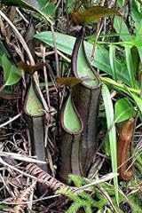 Semi piante nepenthes for sale  Delivered anywhere in UK