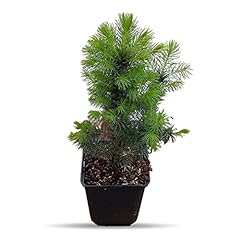 Picea glauca conica for sale  Delivered anywhere in UK