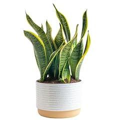 Costa farms snake for sale  Delivered anywhere in USA 