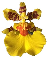 Dancing lady orchid for sale  Delivered anywhere in USA 