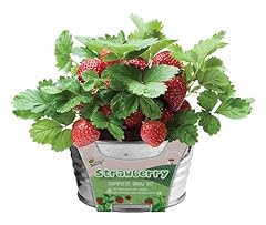 Buzzy seeds kids for sale  Delivered anywhere in USA 