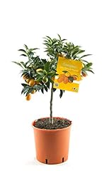 Kumquat pflanze fortunella gebraucht kaufen  Wird an jeden Ort in Deutschland