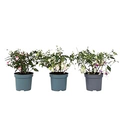 Plant box fuchsia gebraucht kaufen  Wird an jeden Ort in Deutschland
