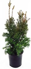 Taxus media hicksii for sale  Delivered anywhere in USA 