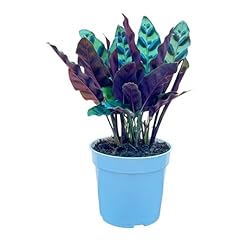 Rattlesnake calathea live for sale  Delivered anywhere in USA 