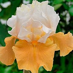 Iris germanica white for sale  Delivered anywhere in UK