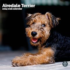 Airedale terrier calendar for sale  Delivered anywhere in Ireland