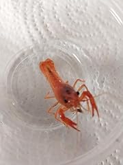 Live freshwater blue for sale  Delivered anywhere in USA 