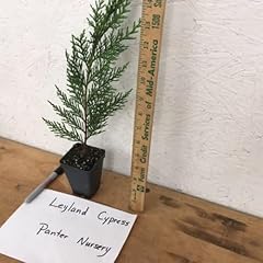 Leyland cypress trees for sale  Delivered anywhere in USA 