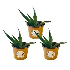 Climbing aloe plants for sale  Delivered anywhere in USA 