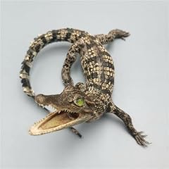 Clloeat taxidermy real for sale  Delivered anywhere in USA 