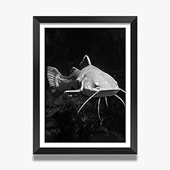 DV DESIGN A3 Black Framed Prints - BW - tail Catfish for sale  Delivered anywhere in UK