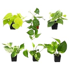 Plentiful pothos philodendron for sale  Delivered anywhere in USA 