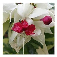 White bleeding heart for sale  Delivered anywhere in USA 