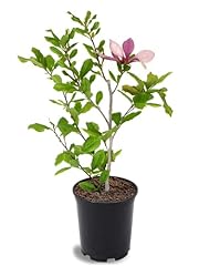 Alexandrina japanese magnolia for sale  Delivered anywhere in USA 