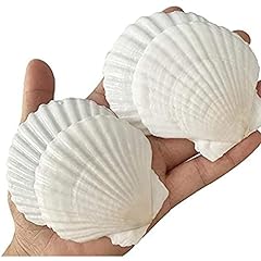 25pcs white scallops for sale  Delivered anywhere in UK