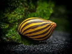 Nerite snail aquarium for sale  Delivered anywhere in UK