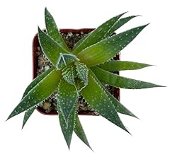 Waterspout inch succulent for sale  Delivered anywhere in USA 