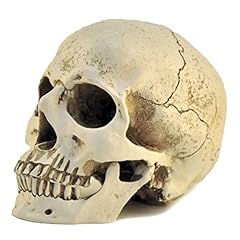 Ennas resin skull for sale  Delivered anywhere in USA 