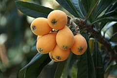 Loquat tree yellow for sale  Delivered anywhere in USA 