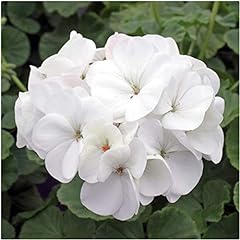 Geranium horizon white for sale  Delivered anywhere in Ireland