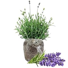 Lavender plants live for sale  Delivered anywhere in USA 