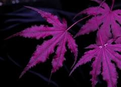 Purple ghost japanese for sale  Delivered anywhere in USA 