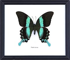 Green swallowtail butterfly for sale  Delivered anywhere in UK
