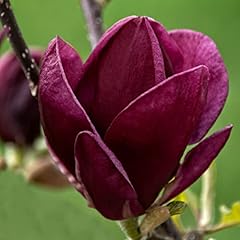 Magnolia tree garden for sale  Delivered anywhere in UK