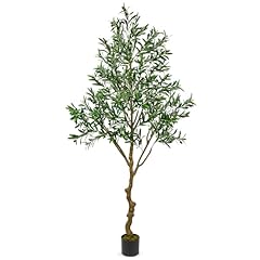 Oairse olive tree for sale  Delivered anywhere in UK