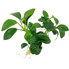 Anubias nana petite d'occasion  Livré partout en Belgiqu