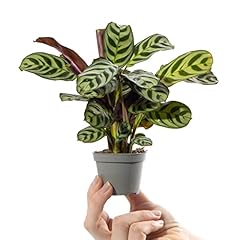 Baby prayer plant for sale  Delivered anywhere in UK