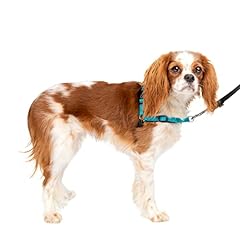 cavalier king charles chiot d'occasion  Livré partout en France