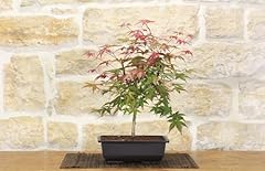 Pre bonsai acero usato  Spedito ovunque in Italia 