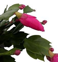 Purple dancer christmas for sale  Delivered anywhere in USA 