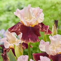 Iris germanica cranberry for sale  Delivered anywhere in UK