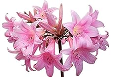 Naked ladies amaryllis for sale  Delivered anywhere in USA 
