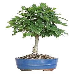 Kentis bonsai quercus gebraucht kaufen  Wird an jeden Ort in Deutschland