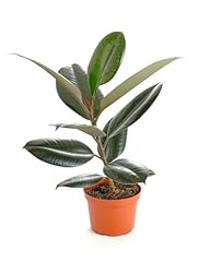 Shop succulents ficus for sale  Delivered anywhere in USA 