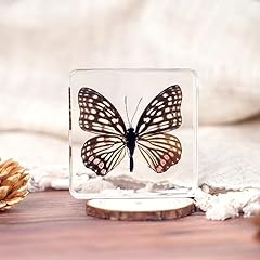 Real butterfly specimen for sale  Delivered anywhere in USA 