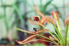 Carnivorous plant cape for sale  Delivered anywhere in Ireland