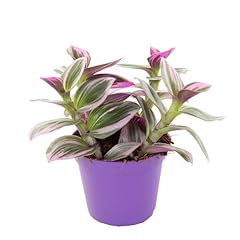 C.b. plants tradescantia for sale  Delivered anywhere in UK